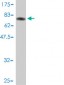 EIF5 Antibody (monoclonal) (M01)