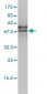 EIF5 Antibody (monoclonal) (M01)