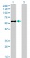 EIF5 Antibody (monoclonal) (M01)
