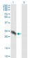 EIF5A2 Antibody (monoclonal) (M01)