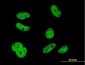 ELAVL1 Antibody (monoclonal) (M02)