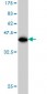 ELAVL1 Antibody (monoclonal) (M02)
