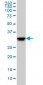 ELAVL1 Antibody (monoclonal) (M02)