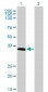 ELAVL4 Antibody (monoclonal) (M01)