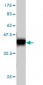 ELF1 Antibody (monoclonal) (M01)