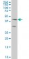 ELF3 Antibody (monoclonal) (M01)