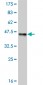 ELF3 Antibody (monoclonal) (M05)