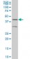 ELF3 Antibody (monoclonal) (M05)