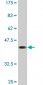 ELF5 Antibody (monoclonal) (M01)