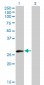 ELF5 Antibody (monoclonal) (M01)