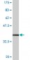 ELK3 Antibody (monoclonal) (M02)