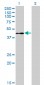 ELK3 Antibody (monoclonal) (M02)