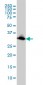 EMD Antibody (monoclonal) (M01)