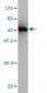 EMILIN1 Antibody (monoclonal) (M01)