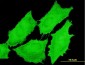 EMR4 Antibody (monoclonal) (M01)