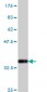 EMR4 Antibody (monoclonal) (M01)