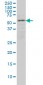 ENC1 Antibody (monoclonal) (M02)