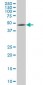 ENC1 Antibody (monoclonal) (M03)