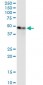 ENO1 Antibody (monoclonal) (M01)