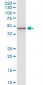 ENO1 Antibody (monoclonal) (M03)