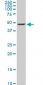 ENO1 Antibody (monoclonal) (M03)