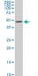 ENO1 Antibody (monoclonal) (M03)