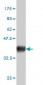 ENO2 Antibody (monoclonal) (M01)