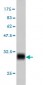 ENO3 Antibody (monoclonal) (M01)