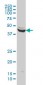 ENO3 Antibody (monoclonal) (M01)