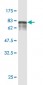 ENPP5 Antibody (monoclonal) (M01)