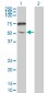 ENPP5 Antibody (monoclonal) (M01)