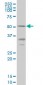 ENTPD5 Antibody (monoclonal) (M07)