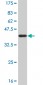 EP300 Antibody (monoclonal) (M02)