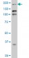 EP300 Antibody (monoclonal) (M02)