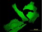 EPB41 Antibody (monoclonal) (M01)