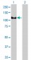 EPB41 Antibody (monoclonal) (M01)