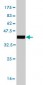 EPM2AIP1 Antibody (monoclonal) (M01)