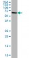 EPM2AIP1 Antibody (monoclonal) (M01)