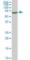 EPM2AIP1 Antibody (monoclonal) (M01)