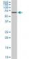 EPM2AIP1 Antibody (monoclonal) (M01)