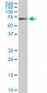 EPM2AIP1 Antibody (monoclonal) (M01)