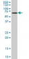 EPM2AIP1 Antibody (monoclonal) (M02)