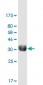 EPO monoclonal antibody (M01), clone 4G7