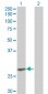 EPO monoclonal antibody (M01), clone 4G7