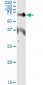 EPOR Antibody (monoclonal) (M01)