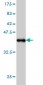 EPOR Antibody (monoclonal) (M01)