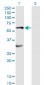 EPOR Antibody (monoclonal) (M01)