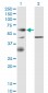 EPOR Antibody (monoclonal) (M02)