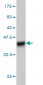 EPS8L2 Antibody (monoclonal) (M01)