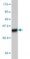 EPS8L2 Antibody (monoclonal) (M01)